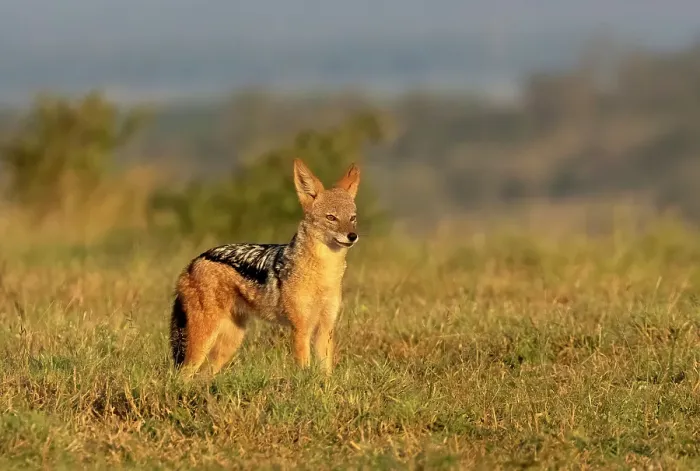 Framed Print : Black-backed jackal, Zimanga Private Game Reserve, Natal, South Africa Framed Print : Black-backed jackal, Zimanga Private Game Reserve, Natal, South Africa