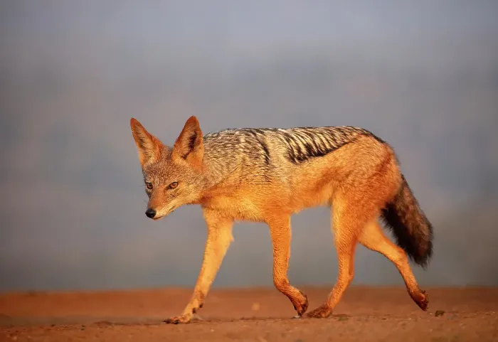 Framed Print : Black-backed jackal, Zimanga Private Game Reserve, Natal, South Africa