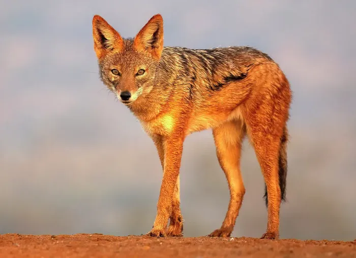 Framed Print : Black-backed jackal, Zimanga Private Game Reserve, Natal, South Africa Framed Print : Black-backed jackal, Zimanga Private Game Reserve, Natal, South Africa