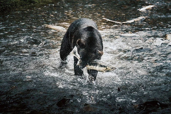 Black bear catching wild alaskan salmon at Fish Creek, Hyder near Stewart border, Alaska