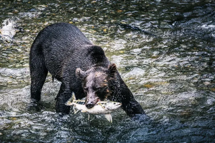 Framed Print : Black bear catching wild alaskan salmon at Fish Creek, Hyder near Stewart border, Alaska Framed Print : Black bear catching wild alaskan salmon at Fish Creek, Hyder near Stewart border, Alaska
