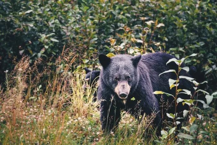 Framed Print : Black bear and cub in the forest, close up. Stewart, British Columbia, Canada Framed Print : Black bear and cub in the forest, close up. Stewart, British Columbia, Canada