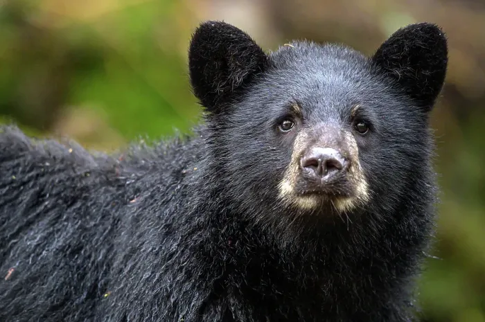 Framed Print : A black bear cub looks at th elens in the Great. Bear Rainforest, Britishc Columbia, Canada