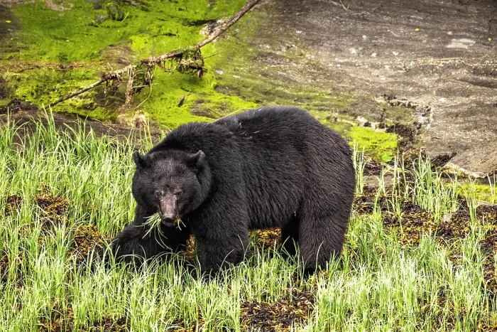 Framed Print : Black bear eating sedge grass in the Great Bear Rainforest, British Columbia, Canada Framed Print : Black bear eating sedge grass in the Great Bear Rainforest, British Columbia, Canada