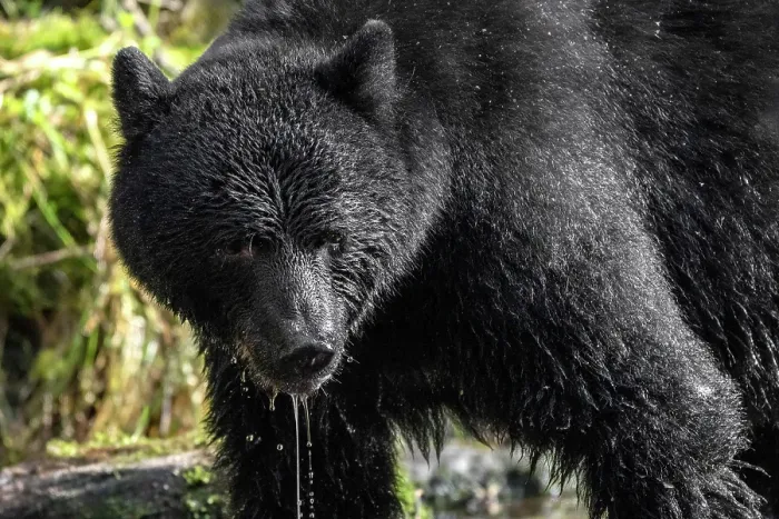 Framed Print : A black bear salmon ishing in the Great Bear Rainforest, British Columbia, Canada with water dripping from its face Framed Print : A black bear salmon ishing in the Great Bear Rainforest, British Columbia, Canada with water dripping from its face