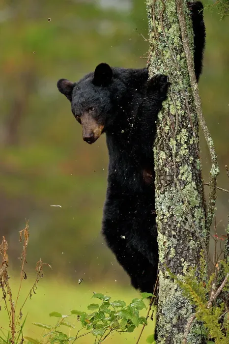 Framed Print : Black bear (Ursus americanus) Cub descending tree, Great Smoky Mountains NP, Tennessee, USA Framed Print : Black bear (Ursus americanus) Cub descending tree, Great Smoky Mountains NP, Tennessee, USA