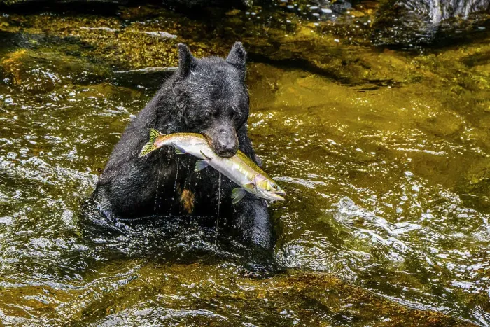 Framed Print : Black bear (Ursus americanus) hunting spawning salmon in Anan Creek, Anan Creek Bear Observatory, Tongass National Forest, Alaska, USA Framed Print : Black bear (Ursus americanus) hunting spawning salmon in Anan Creek, Anan Creek Bear Observatory, Tongass National Forest, Alaska, USA