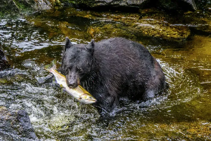 Framed Print : Black bear (Ursus americanus) hunting spawning salmon in Anan Creek, Anan Creek Bear Observatory, Tongass National Forest, Alaska, USA Framed Print : Black bear (Ursus americanus) hunting spawning salmon in Anan Creek, Anan Creek Bear Observatory, Tongass National Forest, Alaska, USA