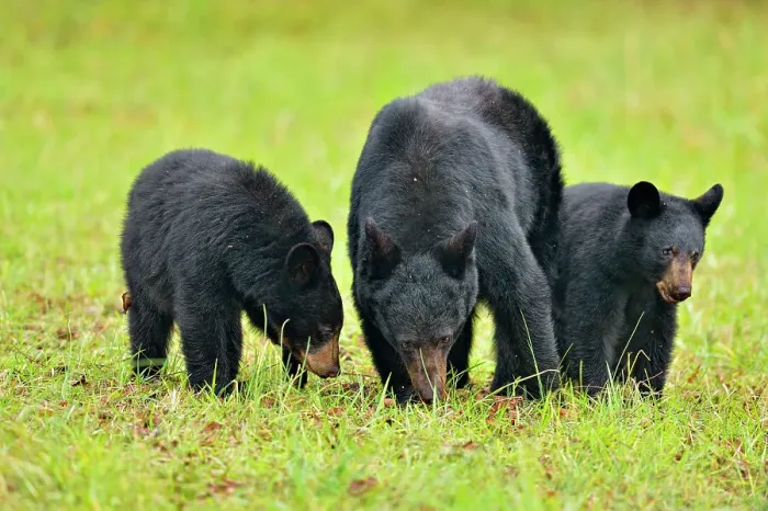 Framed Print : Black bear (Ursus americanus) Mother and cubs foraging for fallen fruit, Great Smoky Mountains NP, Tennessee, USA Framed Print : Black bear (Ursus americanus) Mother and cubs foraging for fallen fruit, Great Smoky Mountains NP, Tennessee, USA