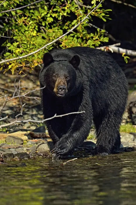 Framed Print : Black bear (Ursus americanus)- Searching for spawning sockeye salmon, Chilcotin Wilderness, British Columbia, Canada Framed Print : Black bear (Ursus americanus)- Searching for spawning sockeye salmon, Chilcotin Wilderness, British Columbia, Canada