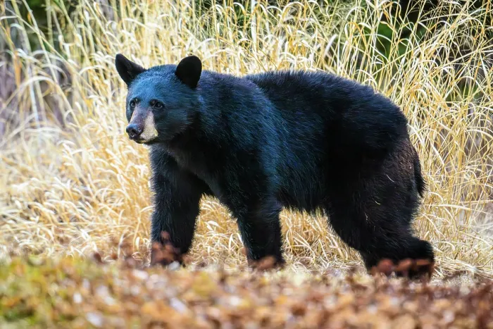 Framed Print : Black bear (Ursus americanus) visiting backyard in spring, Greater Sudbury, Ontario, Canada Framed Print : Black bear (Ursus americanus) visiting backyard in spring, Greater Sudbury, Ontario, Canada