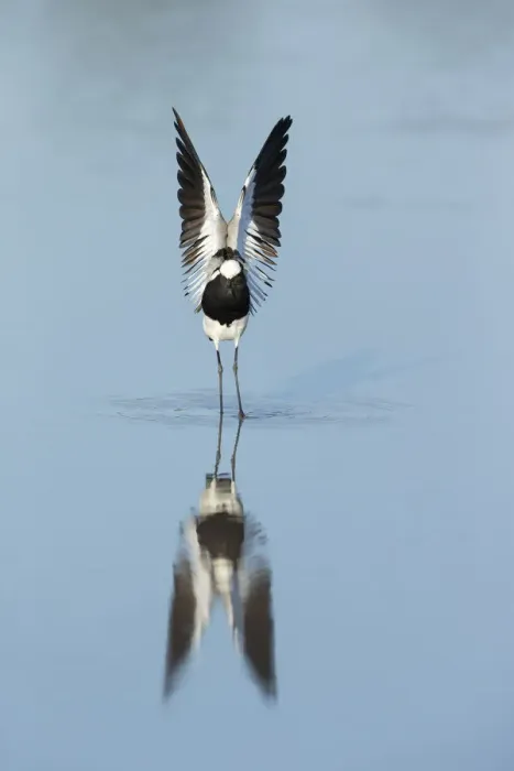 Framed Print : Black-bellied Plover (Pluvialis squatatola), Savuti, Chobe National Park, Botswana Framed Print : Black-bellied Plover (Pluvialis squatatola), Savuti, Chobe National Park, Botswana