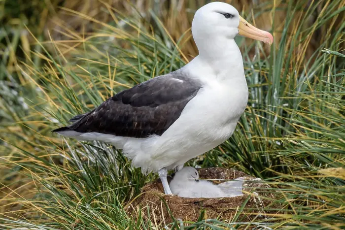Framed Print : Black-browed albatross (Thalassarche melanophris), West Point Island, East Falkland, Falkland Islands