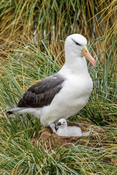 Framed Print : Black-browed albatross (Thalassarche melanophris), West Point Island, East Falkland, Falkland Islands