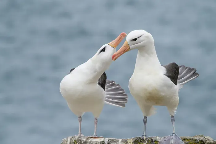 Framed Print : Black-browed albatross (Thalassarche melanophris) Pair-bonding interaction, West Point Island, East Falkland, Falkland Islands