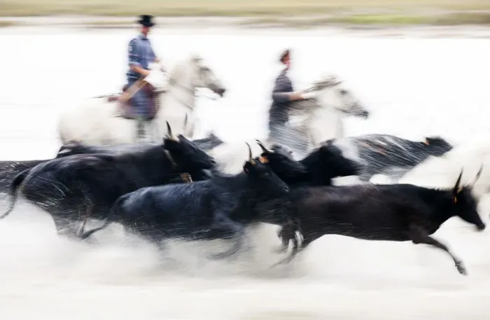 Framed Print : Black bulls of Camargue and their herders running through the water, Camargue, France