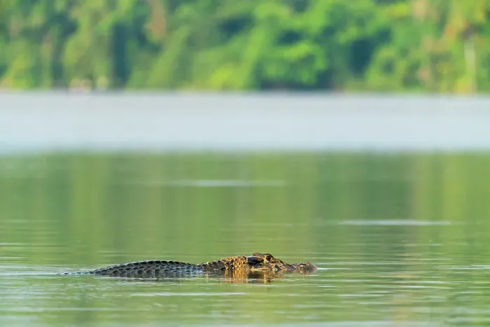 Framed Print : Black caiman (Melanosuchus niger), Lake Sandoval, Tambopata National Reserve, Puerto Maldonado, Tambopata Province, Madre de Dios, Peru
