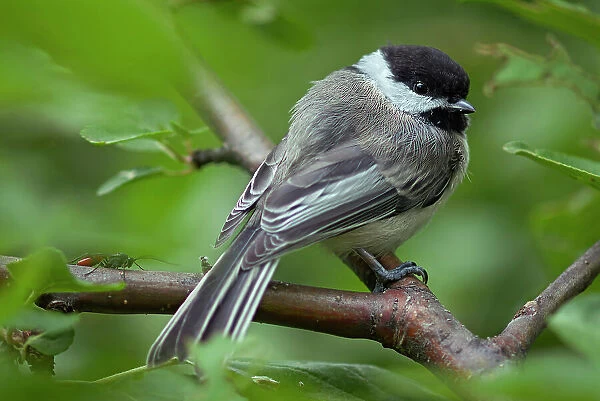 Black-capped chickadee (Poecile atricapillus) and insect in apple tree Winnipeg, Manitoba, Canada