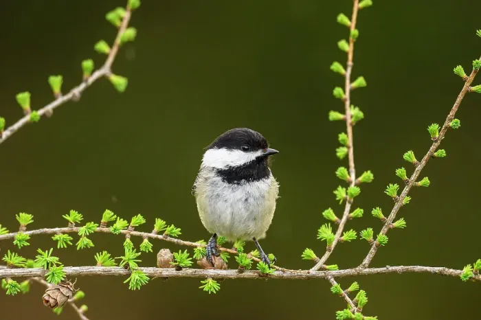 Framed Print : Black capped chickadee (Poecile atricapillus), Greater Sudbury, Ontario, Canada