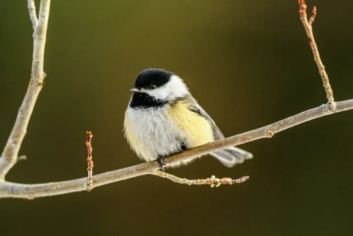 Framed Print : Black capped chickadee (Poecile atricapillus), Greater Sudbury, Ontario, Canada