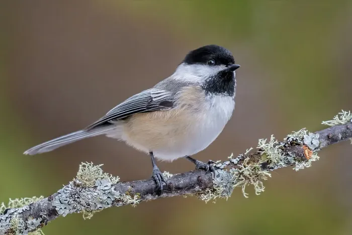 Framed Print : Black-capped Chickadee (Poecile atricapillus), Ontario, Canada Framed Print : Black-capped Chickadee (Poecile atricapillus), Ontario, Canada
