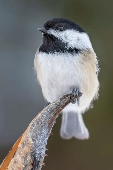 Framed Print : Black-capped Chickadee (Poecile atricapillus), Thornton, Ontario, Canada Framed Print : Black-capped Chickadee (Poecile atricapillus), Thornton, Ontario, Canada