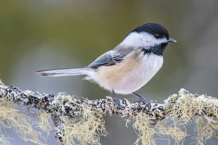Framed Print : Black-capped Chickadee (Poecile atricapillus), Thornton, Ontario, Canada Framed Print : Black-capped Chickadee (Poecile atricapillus), Thornton, Ontario, Canada