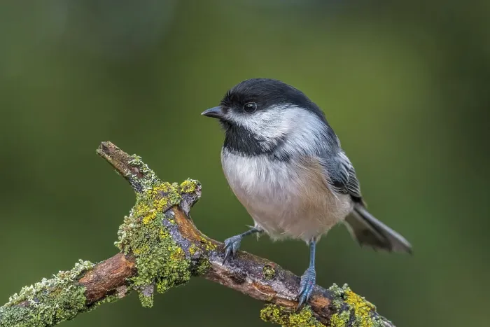 Framed Print : Black-capped Chickadee (Poecile atricapillus), Ontario, Canada
