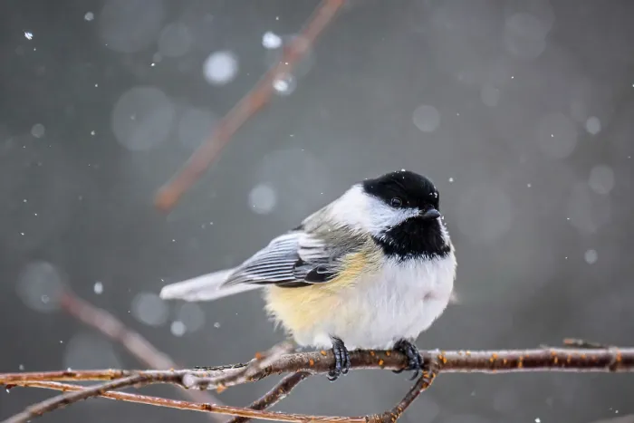 Framed Print : Black capped chickadee (Poecile atricapillus), Greater Sudbury, Ontario, Canada Framed Print : Black capped chickadee (Poecile atricapillus), Greater Sudbury, Ontario, Canada