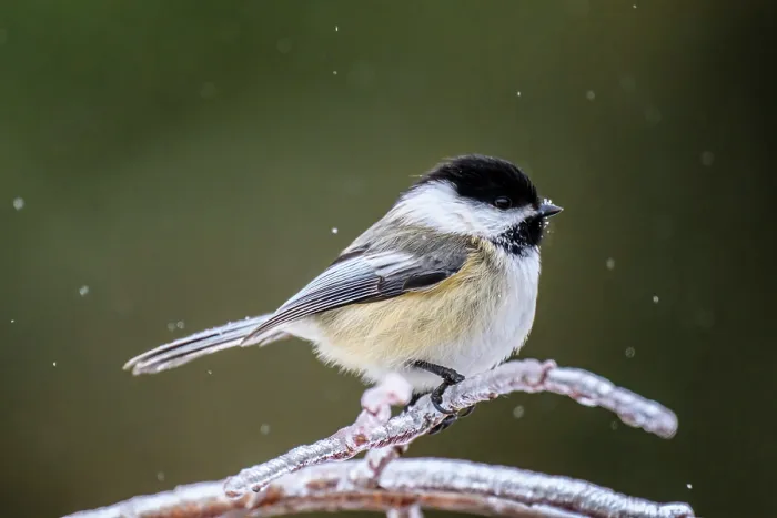 Framed Print : Black capped chickadee (Poecile atricapillus), Greater Sudbury, Ontario, Canada Framed Print : Black capped chickadee (Poecile atricapillus), Greater Sudbury, Ontario, Canada