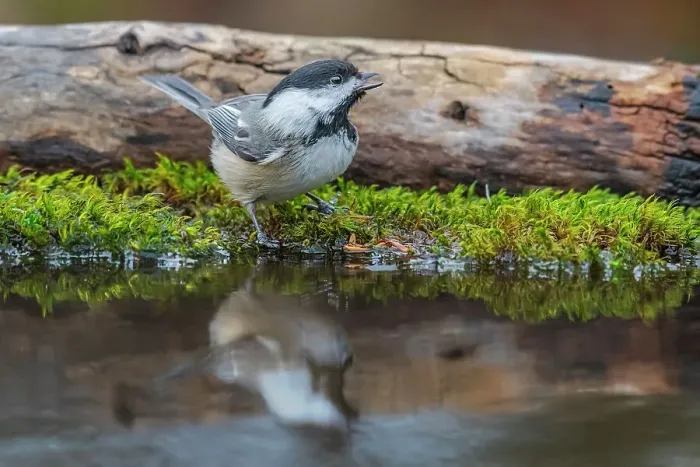 Framed Print : Black-capped Chickadee (Poecile atricapillus) and reflection besidepond in Thornton, Ontario, Canada Framed Print : Black-capped Chickadee (Poecile atricapillus) and reflection besidepond in Thornton, Ontario, Canada