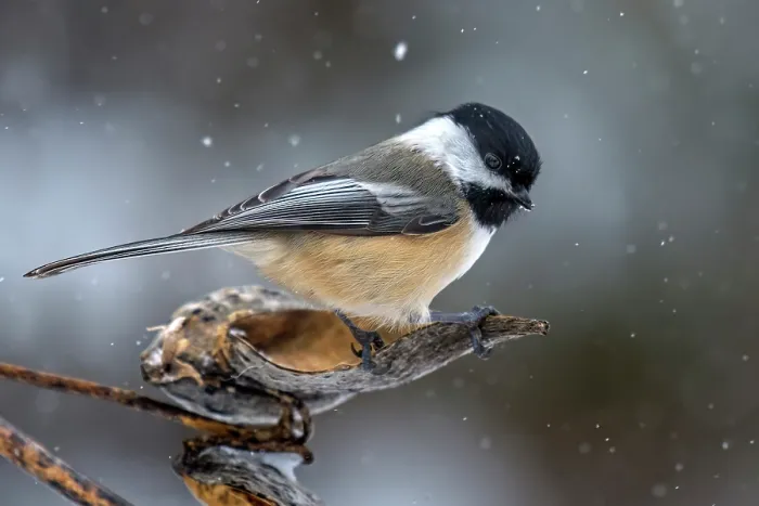 Framed Print : Black-capped Chickadee (Poecile atricapillus) in winter, Thornton, Ontario, Canada Framed Print : Black-capped Chickadee (Poecile atricapillus) in winter, Thornton, Ontario, Canada