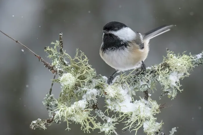 Framed Print : Black-capped Chickadee (Poecile atricapillus) in winter, Thornton, Ontario, Canada Framed Print : Black-capped Chickadee (Poecile atricapillus) in winter, Thornton, Ontario, Canada