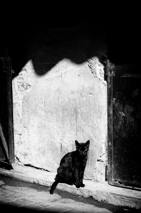 Framed Print : Black cat sat against a sunlit wall, Marrakech, Morocco Framed Print : Black cat sat against a sunlit wall, Marrakech, Morocco