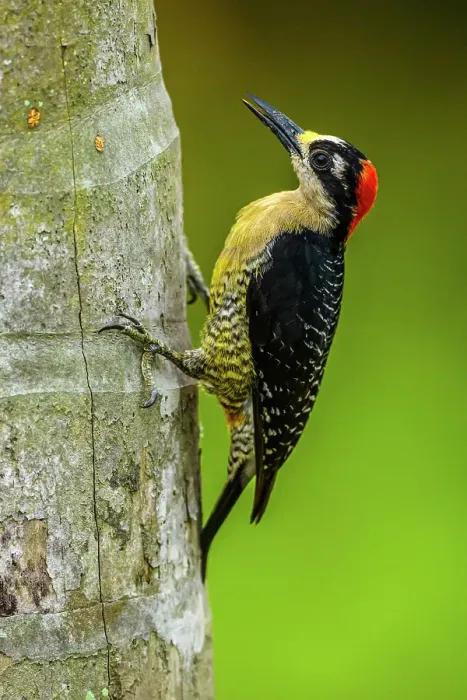 Framed Print : Black-cheeked woodpecker (Melanerpes pucherani), , Alajuela, Costa Rica Framed Print : Black-cheeked woodpecker (Melanerpes pucherani), , Alajuela, Costa Rica