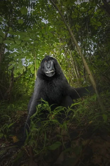 Framed Print : Black crested macaque (macaca nigra), Tangkoko National Park, Sulawesi; Indonesia, Asia Framed Print : Black crested macaque (macaca nigra), Tangkoko National Park, Sulawesi; Indonesia, Asia