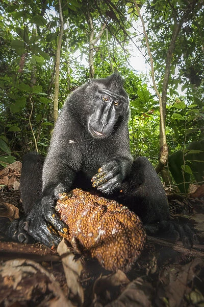Black crested macaque (macaca nigra) and jack-fruit in Tangkoko National Park, Northern