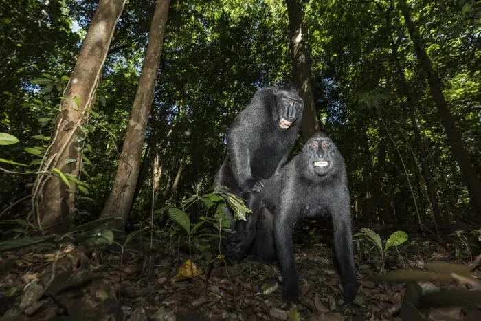 Framed Print : Black crested macaque, macaca nigra, Tangkoko National Park, Northern Sulawesi, Indonesia Framed Print : Black crested macaque, macaca nigra, Tangkoko National Park, Northern Sulawesi, Indonesia