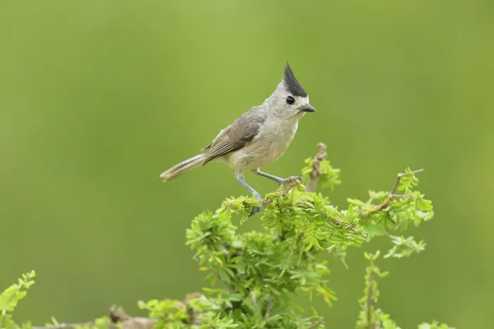 Framed Print : Black-crested Titmouse (Baeolophus atricristatus), Rio Grande City, Texas, USA Framed Print : Black-crested Titmouse (Baeolophus atricristatus), Rio Grande City, Texas, USA