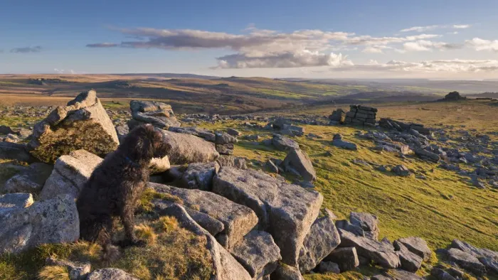 Framed Print : Black Dog (Labradoodle) sitting on Great Staple Tor, Dartmoor, Devon, England. Winter