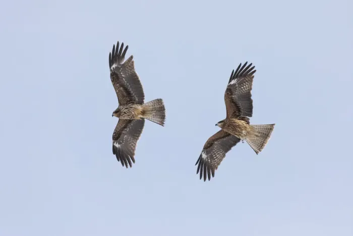 Framed Print : Two black-eared kites (Milvus migrans lineatus) in flight, Hokkaido, Japan
