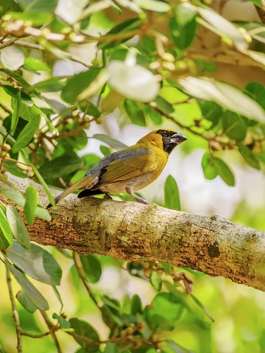 Framed Print : Black-faced grosbeak (Caryothraustes poliogaster) at Lamanai Archaeological Reserve, Orange Walk District, Belize Framed Print : Black-faced grosbeak (Caryothraustes poliogaster) at Lamanai Archaeological Reserve, Orange Walk District, Belize