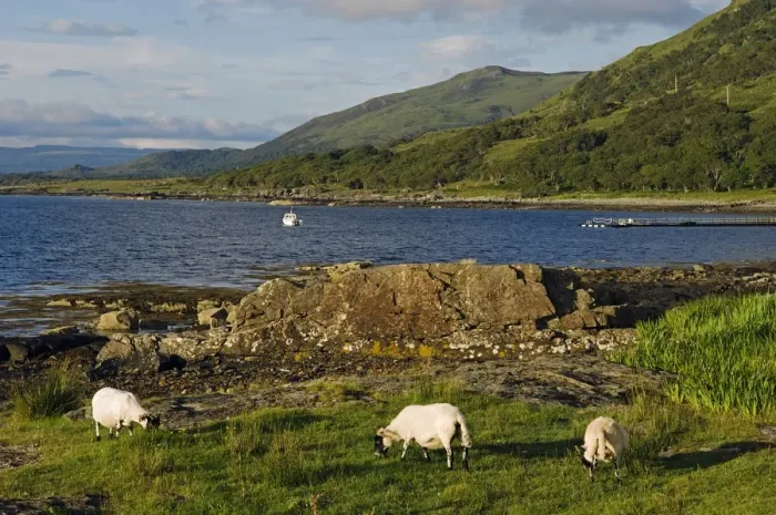 Framed Print : Black faced sheep roam free along the shore of Loch na Keal Framed Print : Black faced sheep roam free along the shore of Loch na Keal