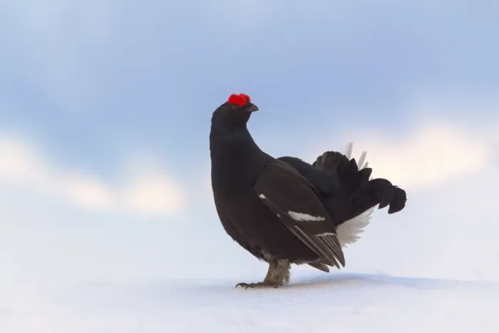 Framed Print : Black grouse on the snow. (Dolomites, Italy) Framed Print : Black grouse on the snow. (Dolomites, Italy)