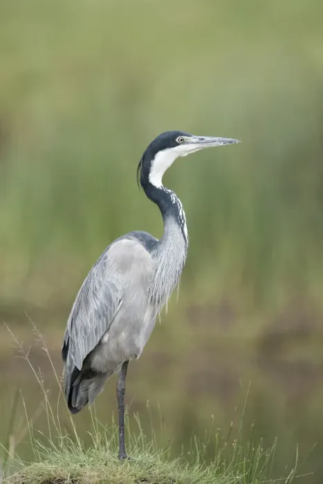 Framed Print : Black-headed Heron (Ardea melanocephala)Serengeti National Park, Tanzania Framed Print : Black-headed Heron (Ardea melanocephala)Serengeti National Park, Tanzania