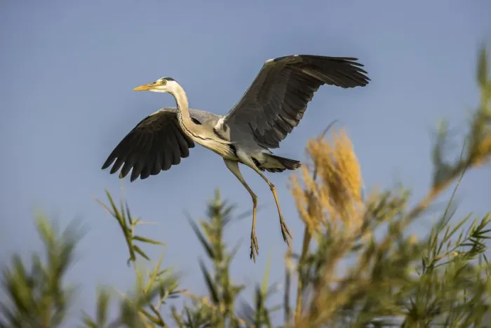 Framed Print : Black-headed heron taking flight from island of reeds in the Zambezi River, Lower Zambezi National Park, Zambia Framed Print : Black-headed heron taking flight from island of reeds in the Zambezi River, Lower Zambezi National Park, Zambia