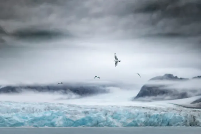 Framed Print : black-legged kittiwake, Rissa tridactyla, in Northern Spitsbergen, Svalbard, Norway