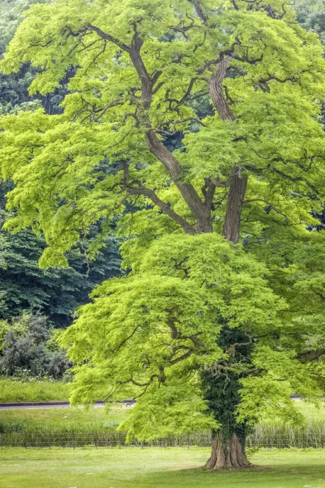 Framed Print : Black Locust in the park at Castle Combe Manor House, Wiltshire, England Framed Print : Black Locust in the park at Castle Combe Manor House, Wiltshire, England
