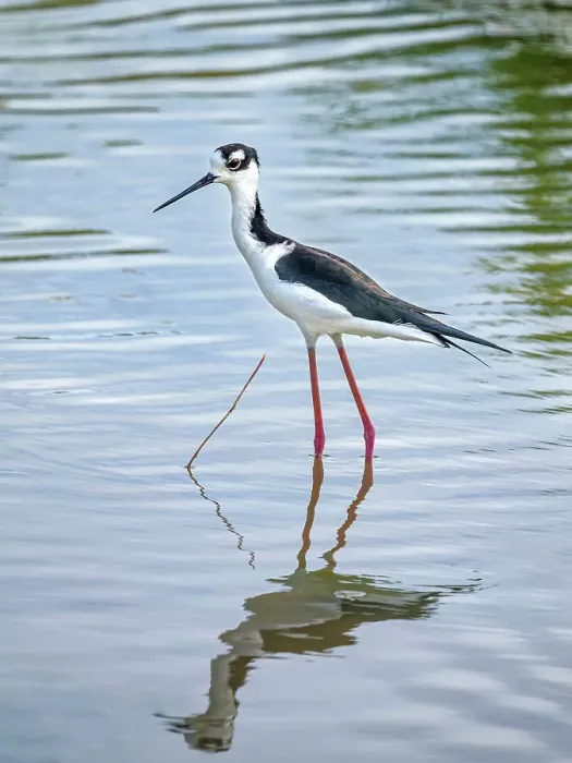 Framed Print : Black-necked Stilt (Himantopus mexicanus), Grand Cayman, Cayman Islands, British West Indies