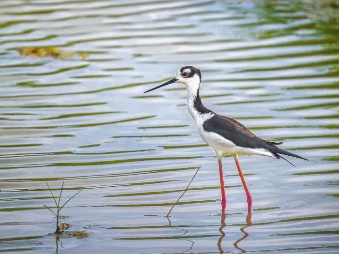 Framed Print : Black-necked Stilt (Himantopus mexicanus), Grand Cayman, Cayman Islands, British West Indies Framed Print : Black-necked Stilt (Himantopus mexicanus), Grand Cayman, Cayman Islands, British West Indies